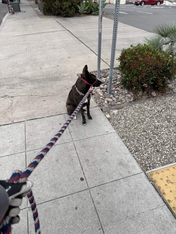 A picture of a black dog named Bowie sitting, taken on May 3 2025 at 6:53 am